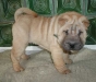 shar-pei-2111Baloo1.jpg