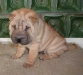 shar-pei-2111Baloo2.jpg