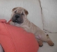 shar-pei-2111Bluebell1.jpg