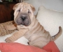 shar-pei-2111Bluebell3.jpg