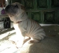 shar-pei-2111Hugo2.jpg