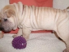 shar-pei-2111Hugo7.jpg