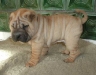 shar-pei-2111Mao1.jpg