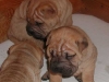 shar-pei-2210Mao&hr.jpg