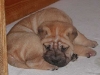 shar-pei-2210Mao.jpg