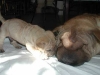 shar-pei-2210Rhc&Wispe.jpg