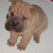 shar-pei-2210Rhl1.jpg
