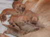 shar-pei-230902_2.jpg