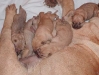 shar-pei-230902_3.jpg
