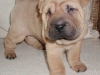 shar-pei-2610Bruna2.jpg
