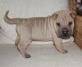 shar-pei-2610Hc2.jpg