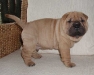 shar-pei-2610Hlr4.jpg