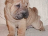 shar-pei-2610Hrr4.jpg