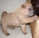 shar-pei-2610Mao3.jpg