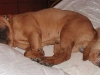 shar-pei-2610Wumbruna2.jpg