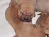 shar-pei-290902_1.jpg