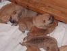 shar-pei-290902_2.jpg