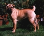 shar-pei-Wispe.jpg
