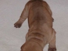 shar-pei-2.3.03.10a.jpg