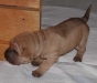 shar-pei-2.3.03.11a.jpg