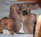 shar-pei-2.3.03.8a.jpg