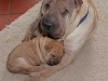 shar-pei-21.3Xeniachili2.jpg