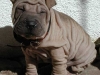 shar-pei-23.3Celine.jpg