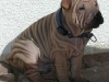 shar-pei-23.3Chin-Chin.jpg