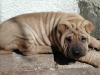 shar-pei-23.3Chiva.jpg