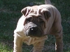 shar-pei-23.3Cooper.jpg