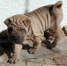 shar-pei-23.3Paddington.jpg