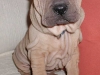 shar-pei-2803ChinChin.jpg