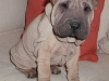 shar-pei-2803Coop.jpg