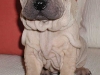 shar-pei-2803Curd2a.jpg