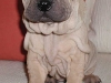 shar-pei-2803Curd2a.jpg