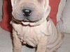 shar-pei-2803Emm.jpg