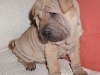 shar-pei-2803Padd.jpg