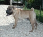 shar-pei-Ron3.jpg