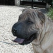 shar-pei-Ron4.jpg