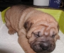 shar-pei-0310ruedebrush3a.jpg