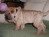 shar-pei-0711Erin6a.jpg