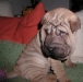 shar-pei-0711Gonzales4a.jpg