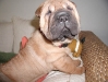 shar-pei-0711Katie4a.jpg