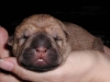 shar-pei-1309huendinbrushda.jpg