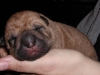 shar-pei-1309ruedebrushaa.jpg