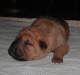 shar-pei-1909huendinbrushd1.jpg