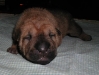 shar-pei-1909huendinbrushd4a.jpg