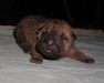 shar-pei-1909huendinbrushe2a.jpg