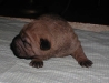 shar-pei-1909ruedehorse1a.jpg