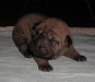 shar-pei-1909ruedehorse2a.jpg